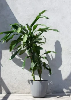 Berta Flowerpot