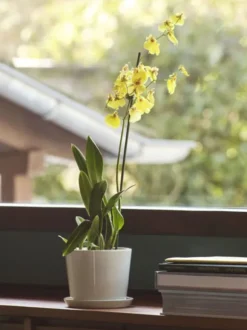 Botanical Family